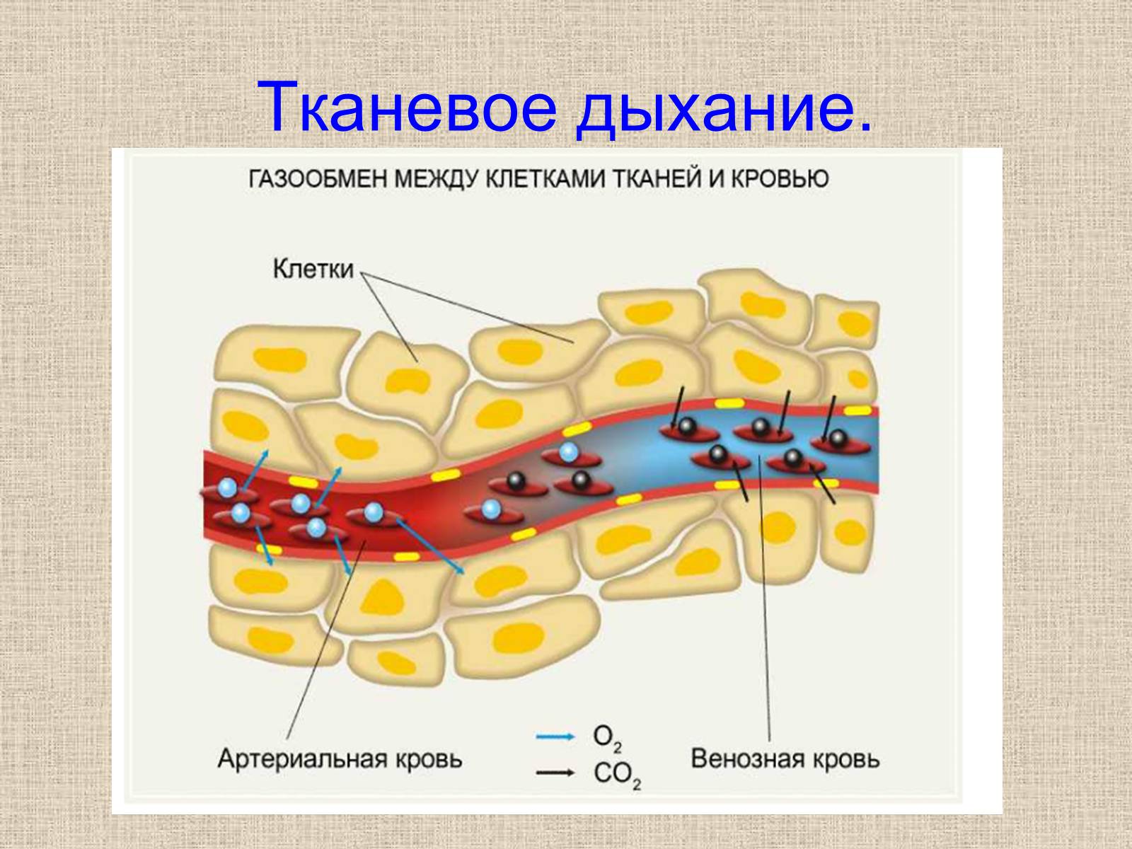 Презентація на тему «Дыхательная система» - Слайд #8