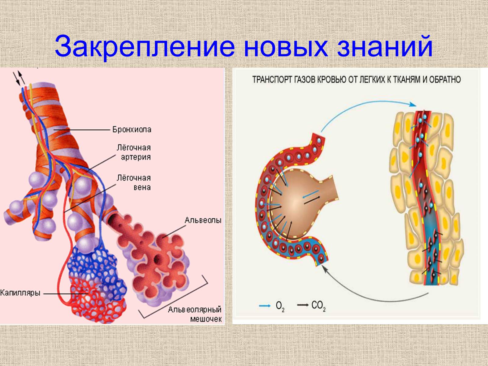 Презентація на тему «Дыхательная система» - Слайд #9