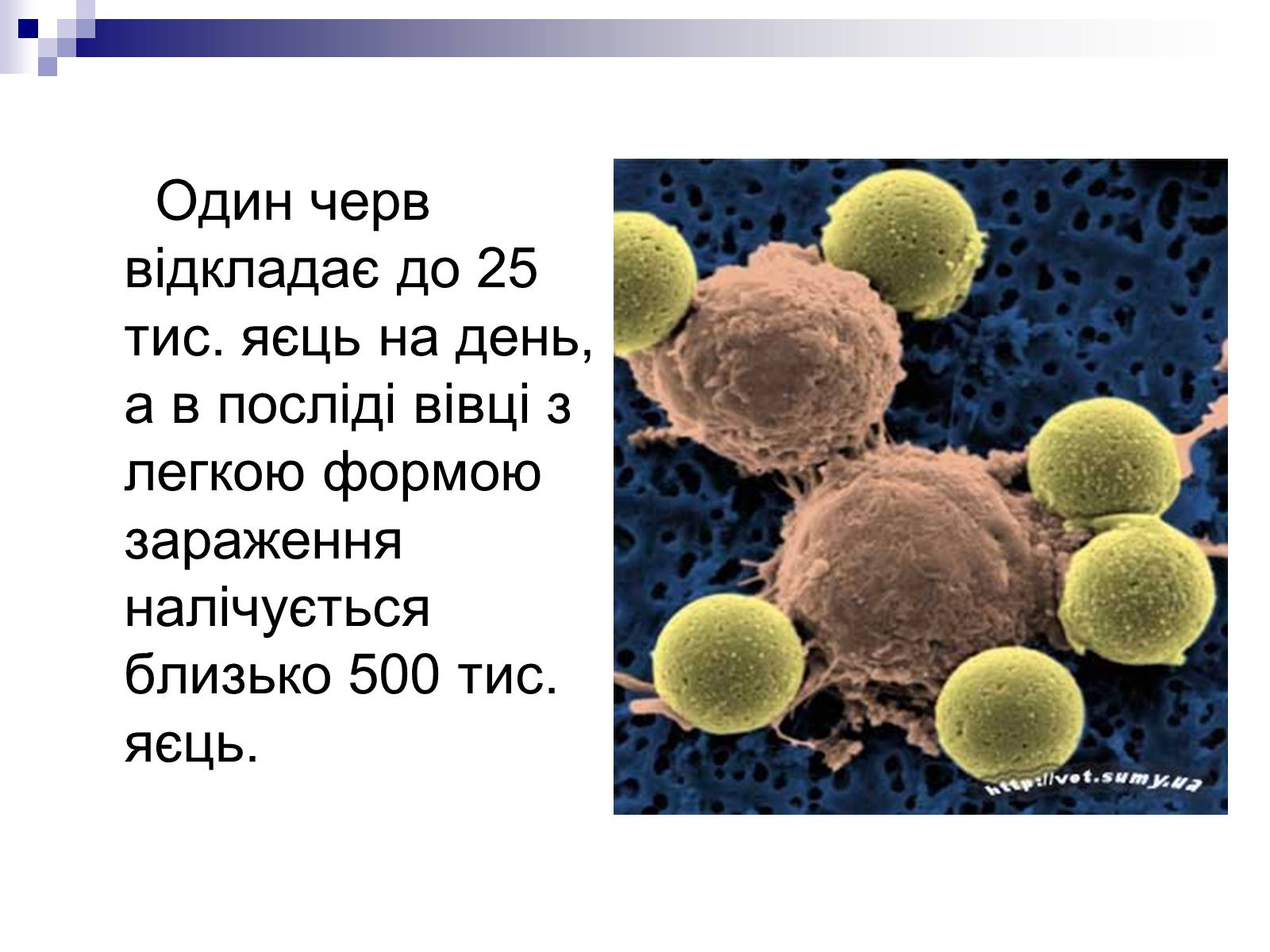 Презентація на тему «Життєвий цикл печінкового сисуна» - Слайд #10