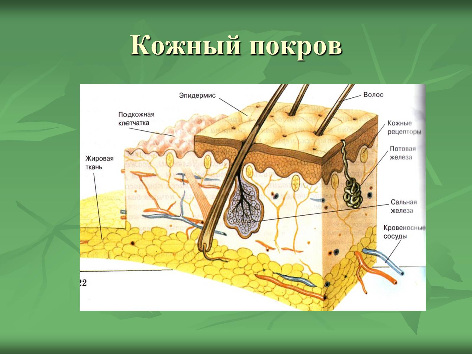 Презентація на тему «Класс Млекопитающие» (варіант 1) - Слайд #13