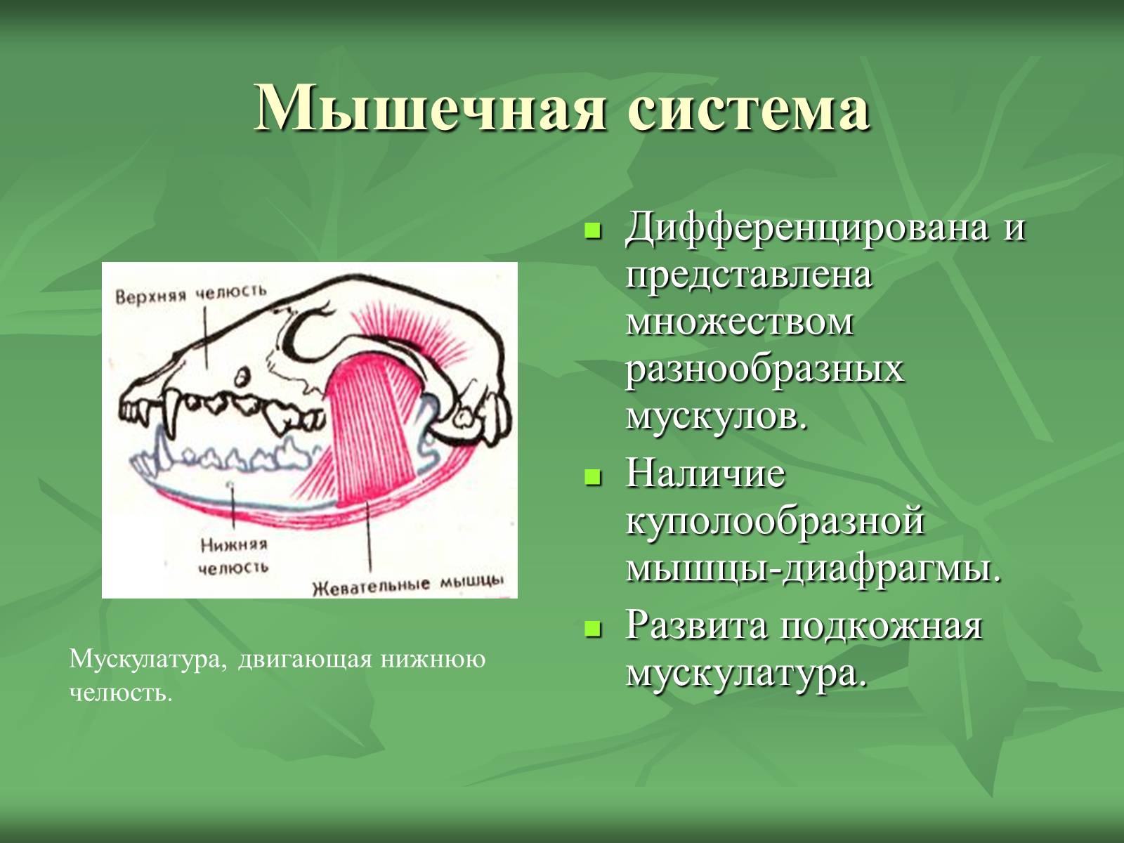 Презентація на тему «Класс Млекопитающие» (варіант 1) - Слайд #23