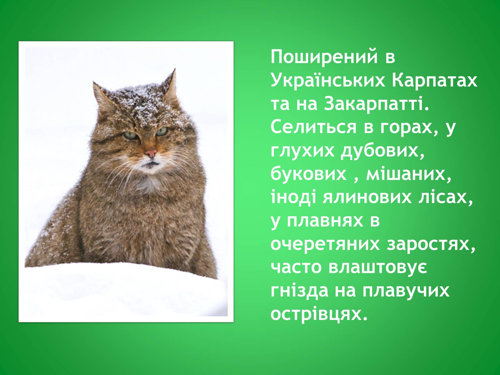 Презентація на тему «Кіт лісовий» - Слайд #4