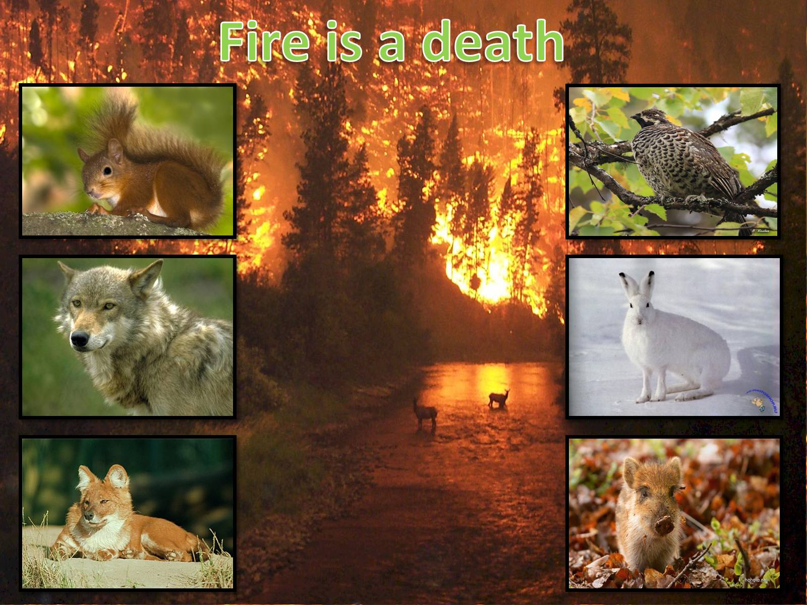 Презентація на тему «Forest fire» (варіант 1) - Слайд #3