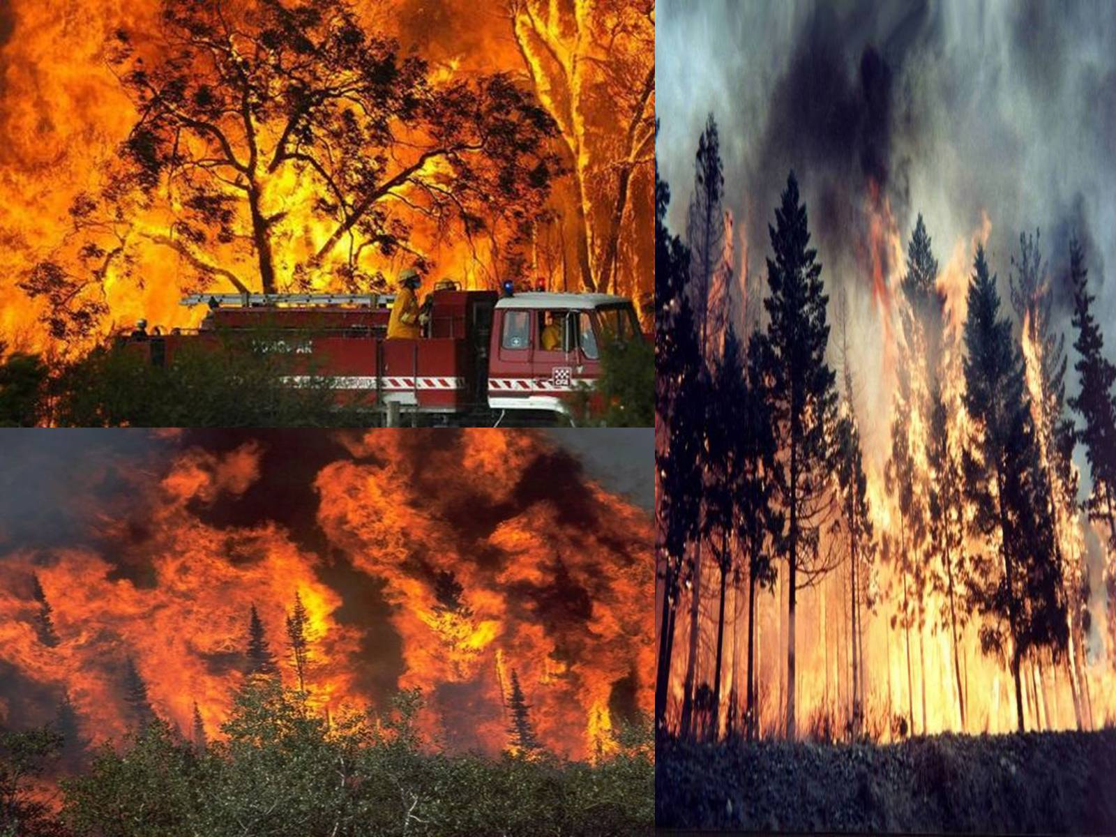 Презентація на тему «Forest fire» (варіант 1) - Слайд #4