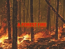 Презентація на тему «Forest fire» (варіант 1)