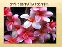 Презентація на тему «Вплив свіТла на рослини»