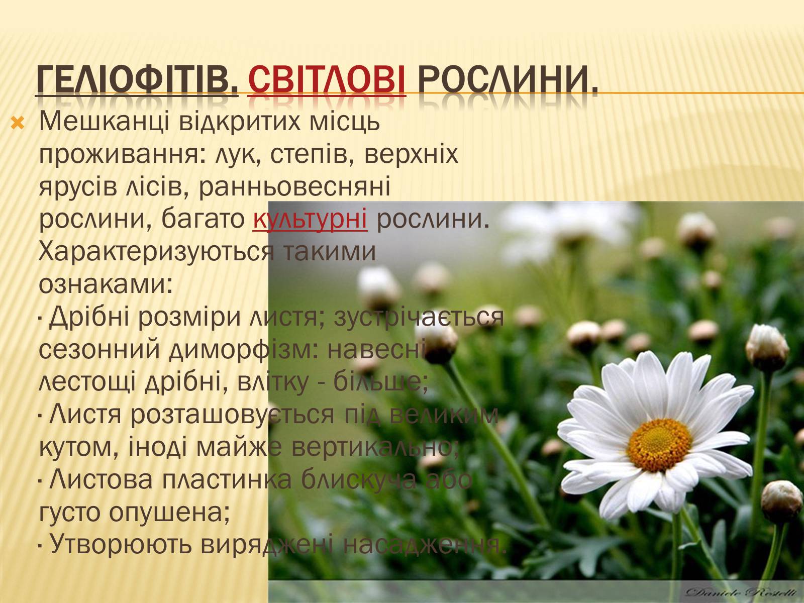 Презентація на тему «Вплив свіТла на рослини» - Слайд #12