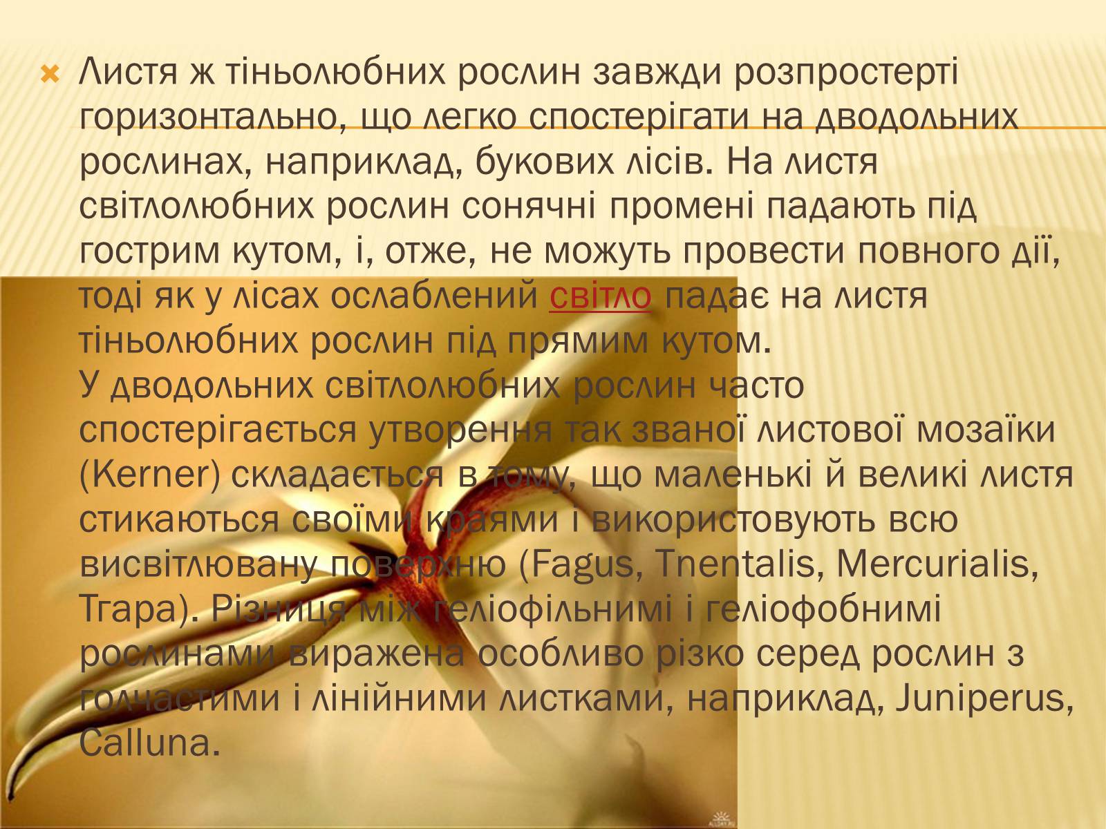 Презентація на тему «Вплив свіТла на рослини» - Слайд #18