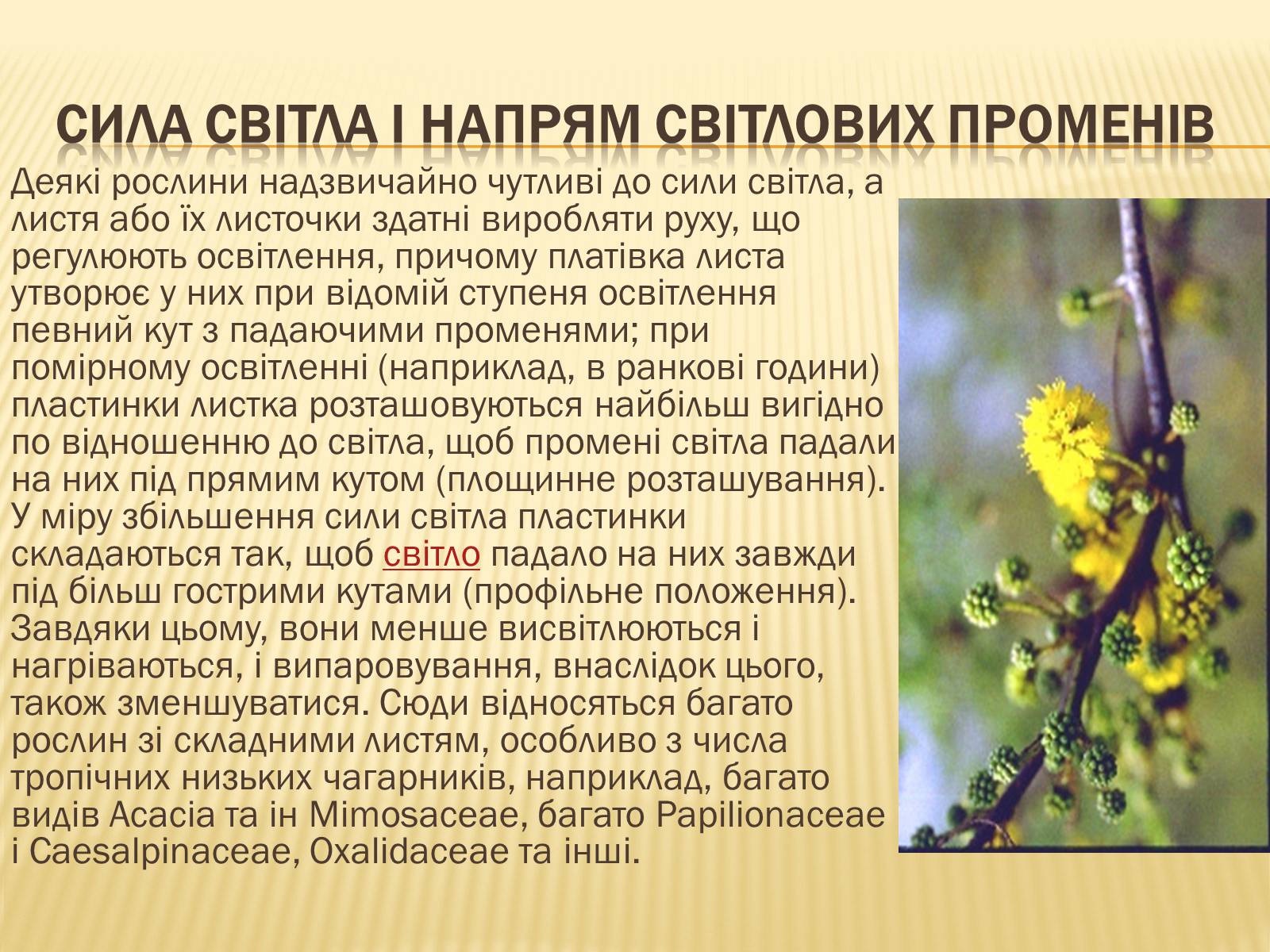 Презентація на тему «Вплив свіТла на рослини» - Слайд #8