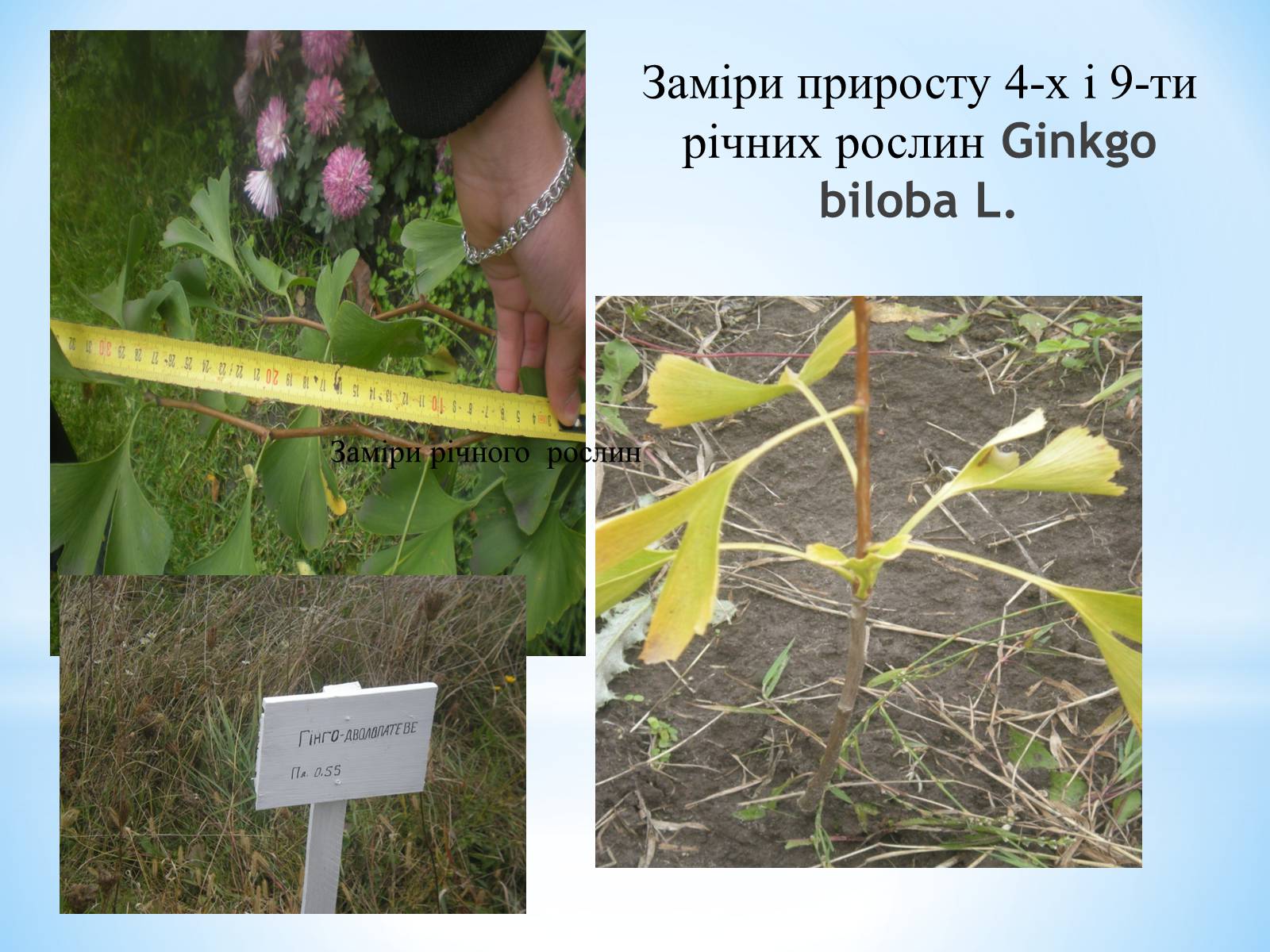 Презентація на тему «Особливості вирощування Гінкго Двоплатове» - Слайд #10
