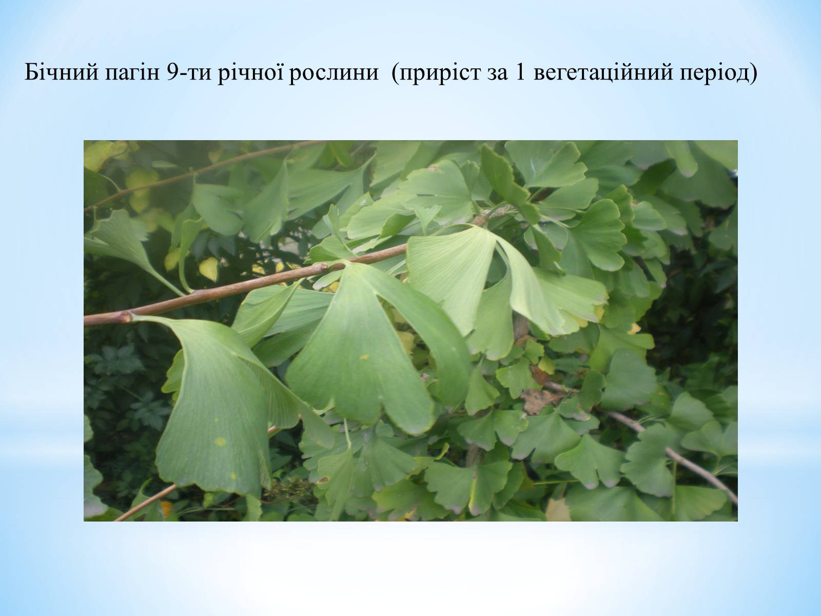 Презентація на тему «Особливості вирощування Гінкго Двоплатове» - Слайд #13