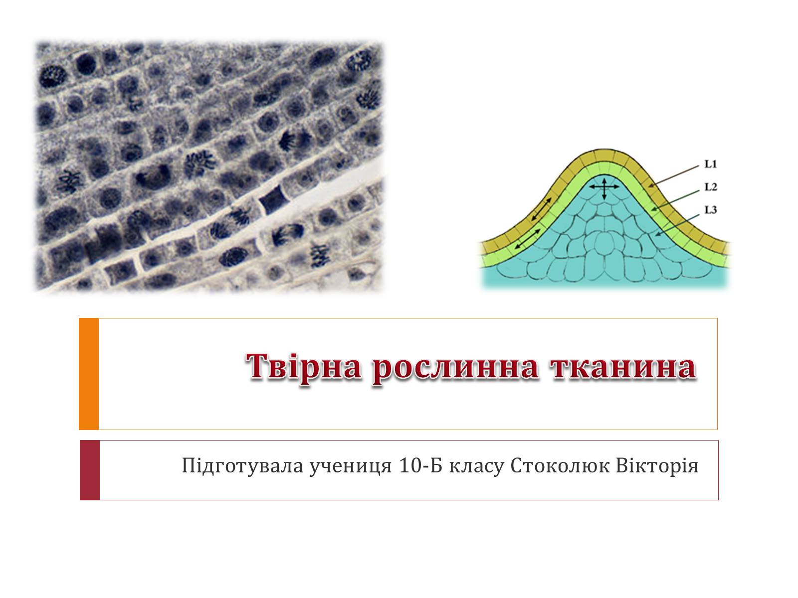 Презентація на тему «Твірна рослинна тканина» - Слайд #1