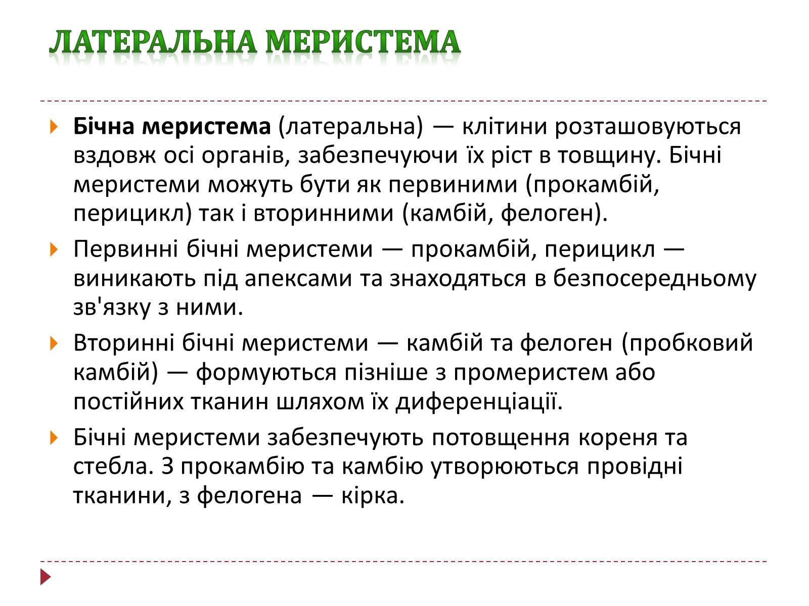 Презентація на тему «Твірна рослинна тканина» - Слайд #6