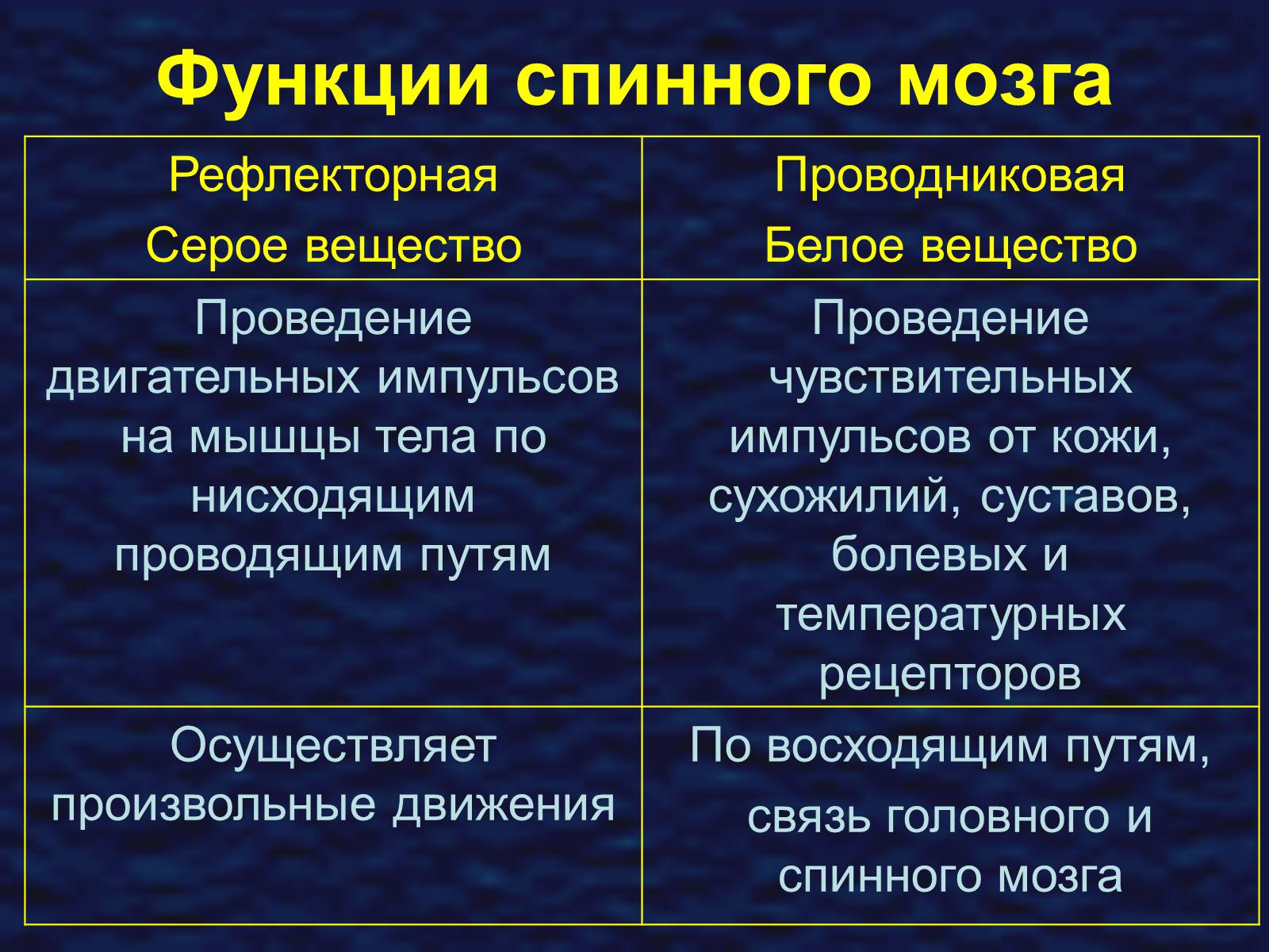 Презентація на тему «Строение спинного мозга» - Слайд #10