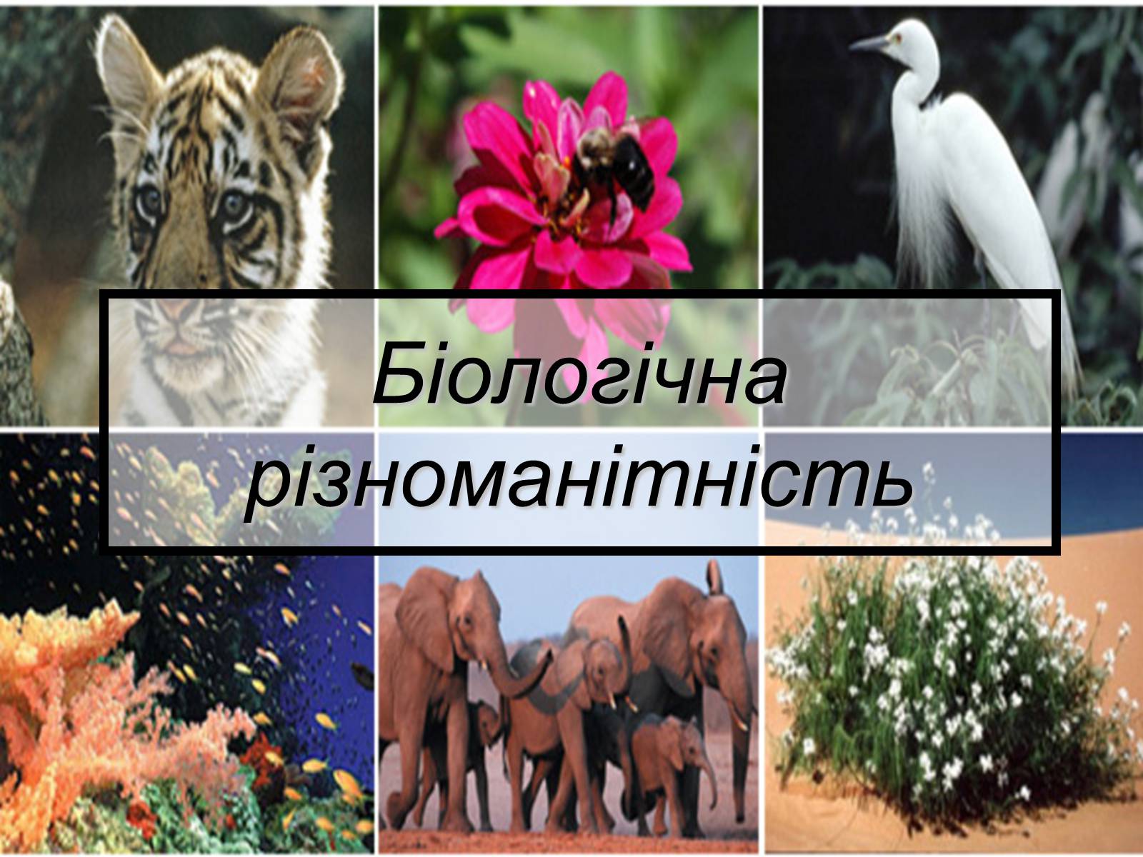 Презентація на тему «Основний результат еволюції» - Слайд #11