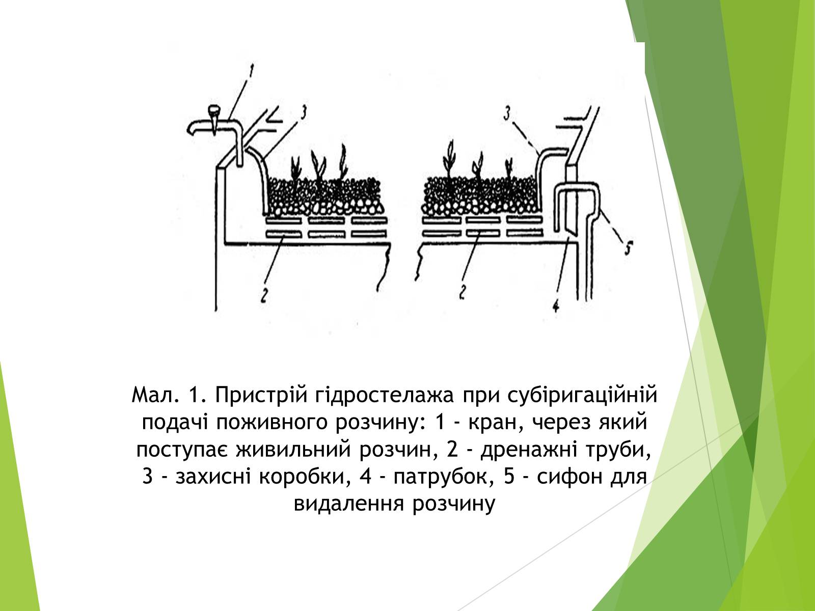 Презентація на тему «Вирощування культурних рослин методом гідропоніки» - Слайд #6