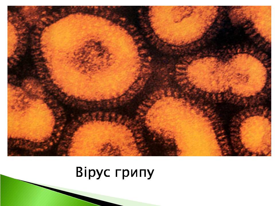 Презентація на тему «Віруси» (варіант 22) - Слайд #13