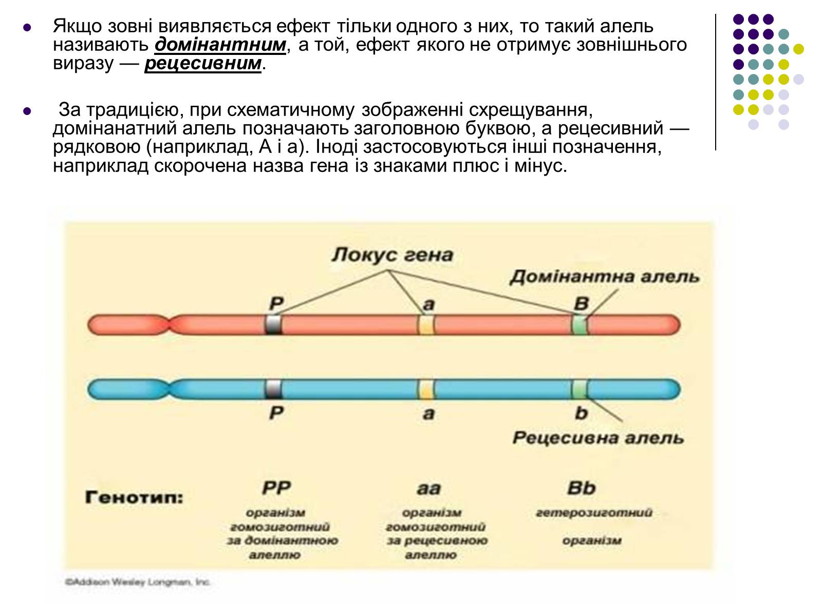 Презентація на тему «Гетерозиготні особини» - Слайд #5