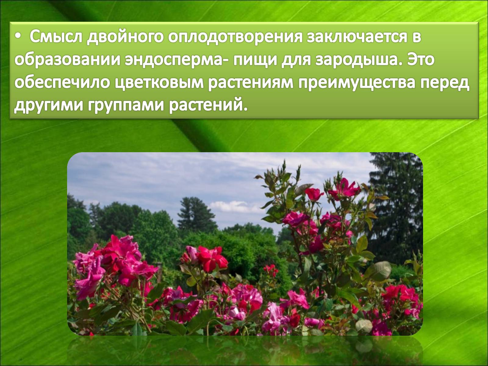 Презентація на тему «Двойное оплодотворение» - Слайд #10