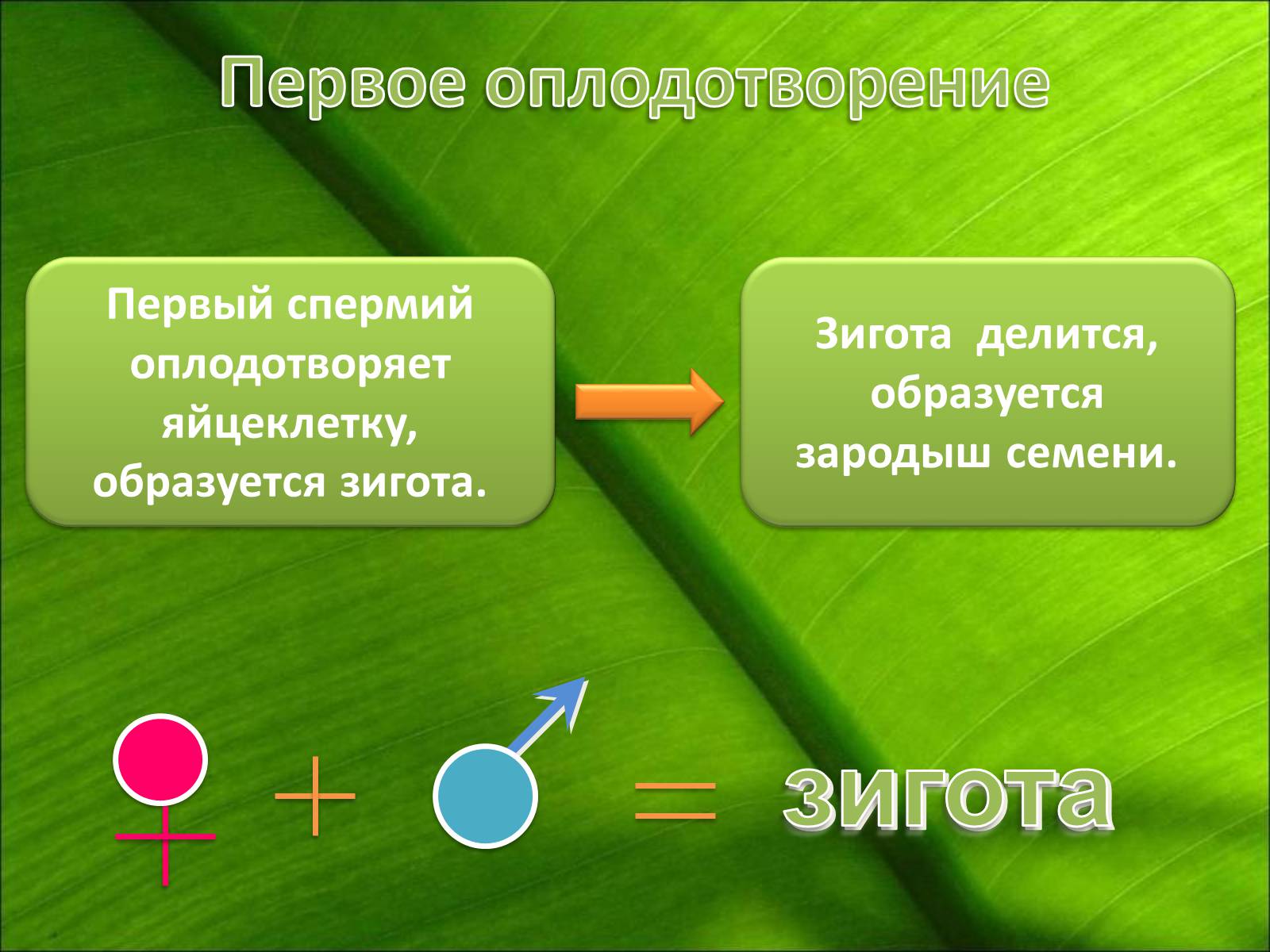 Презентація на тему «Двойное оплодотворение» - Слайд #4