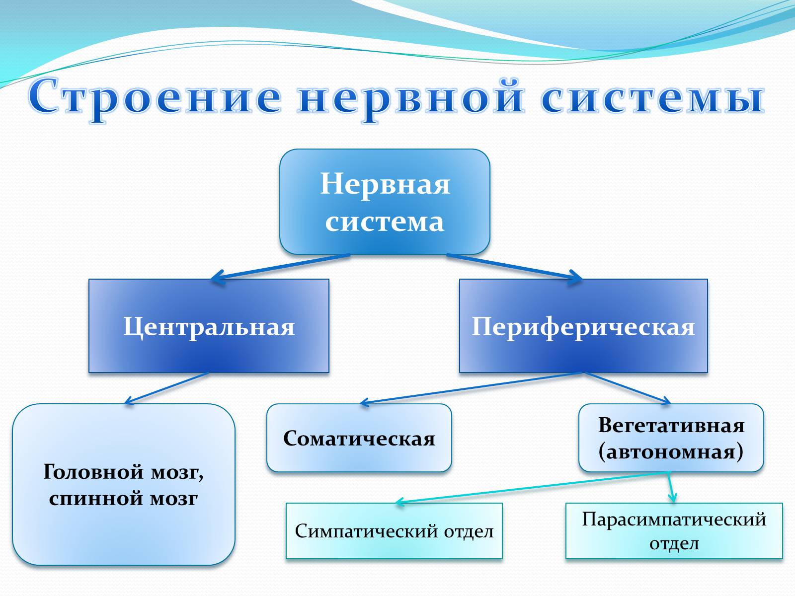 Презентація на тему «Нервная регуляция. Строение и значение нервной системы» - Слайд #3