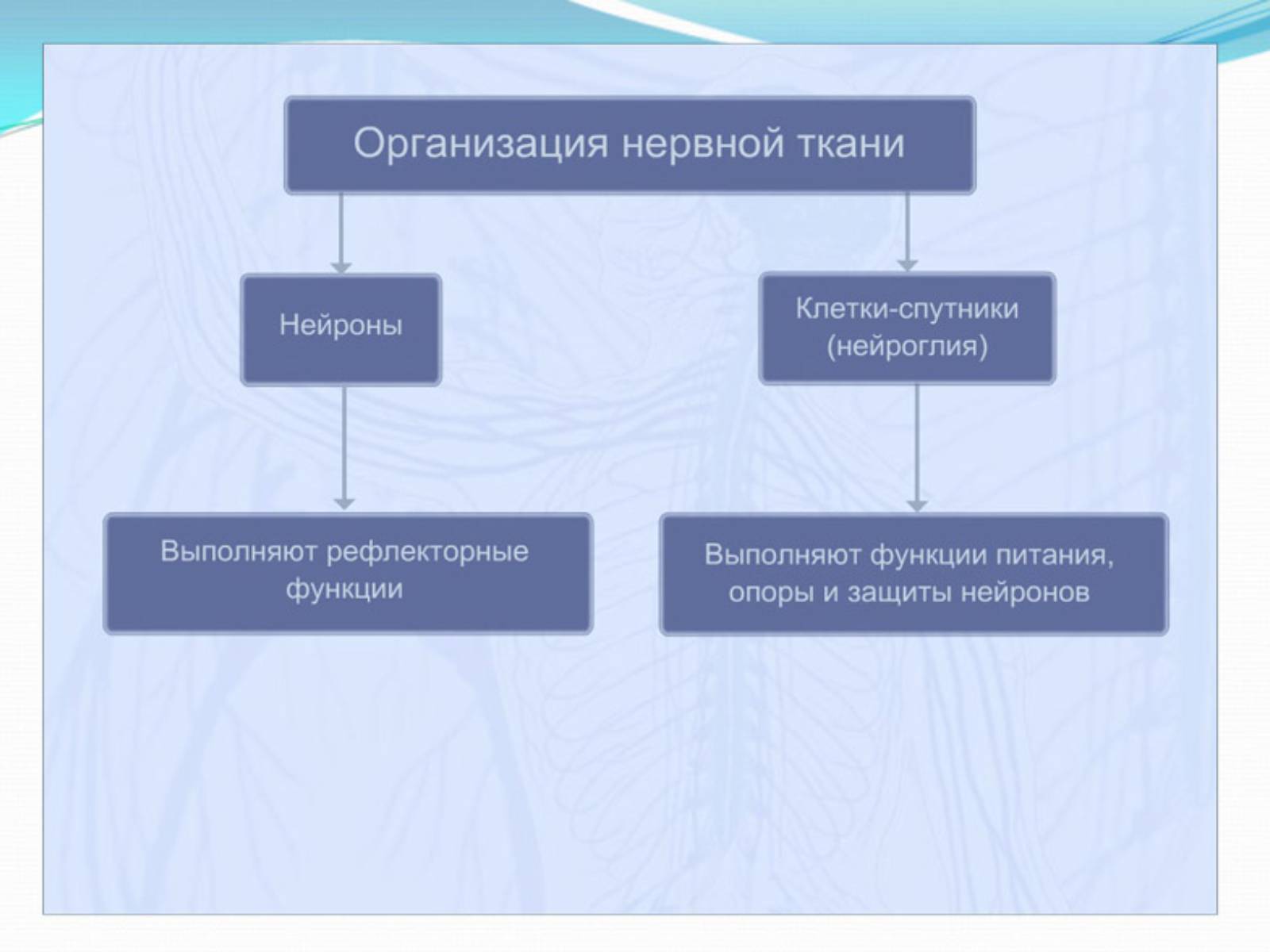 Презентація на тему «Нервная регуляция. Строение и значение нервной системы» - Слайд #4