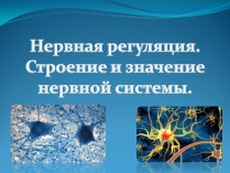 Презентація на тему «Нервная регуляция. Строение и значение нервной системы»