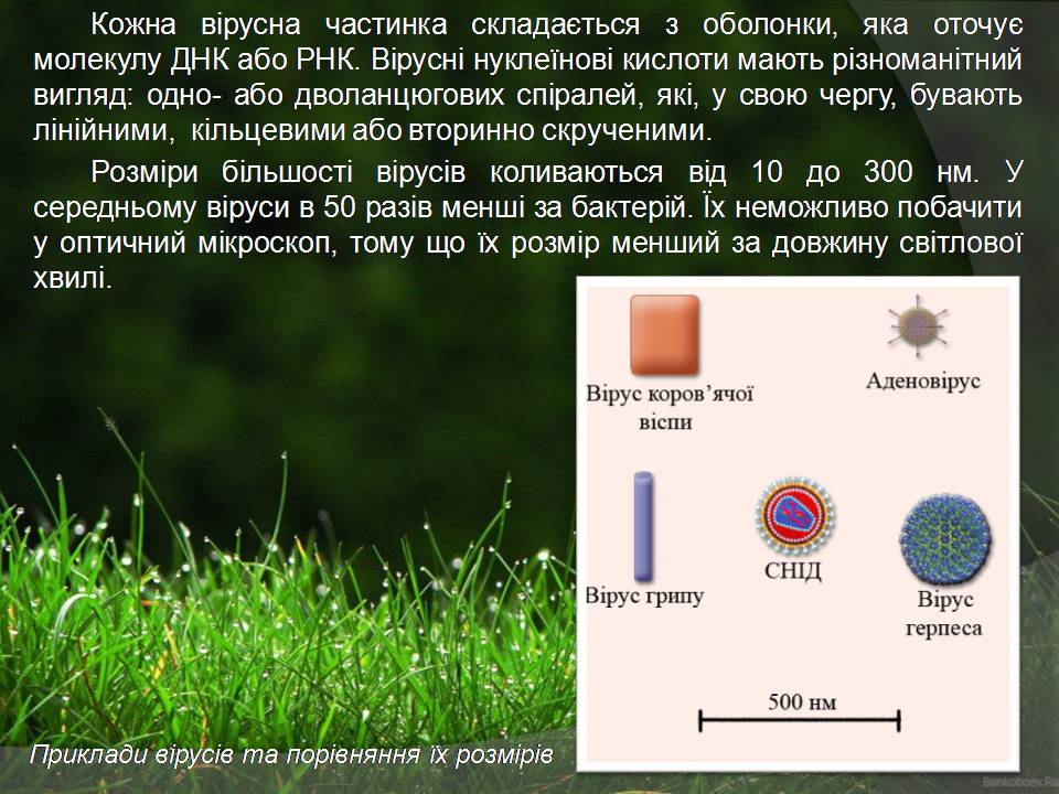 Презентація на тему «Віруси» (варіант 23) - Слайд #3