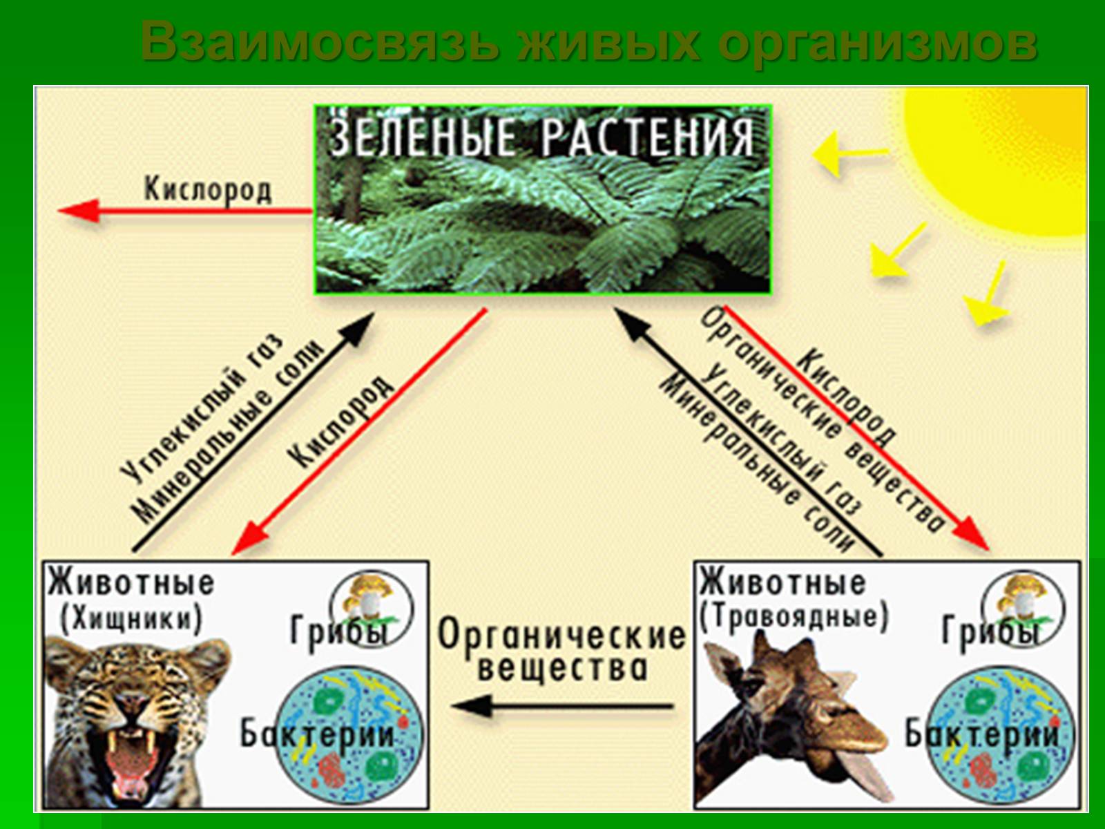 Презентація на тему «Биосфера» (варіант 2) - Слайд #5