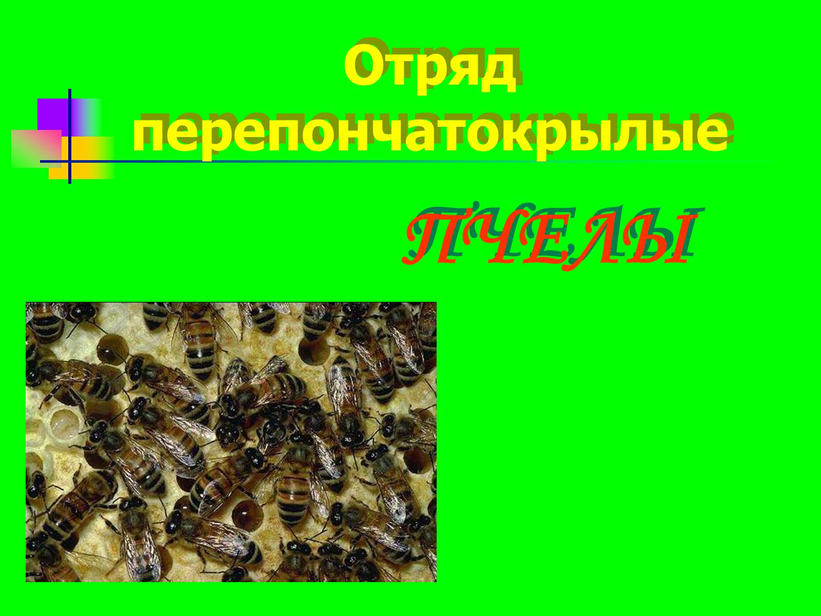 Презентація на тему «Отряд перепончатокрылые» - Слайд #1