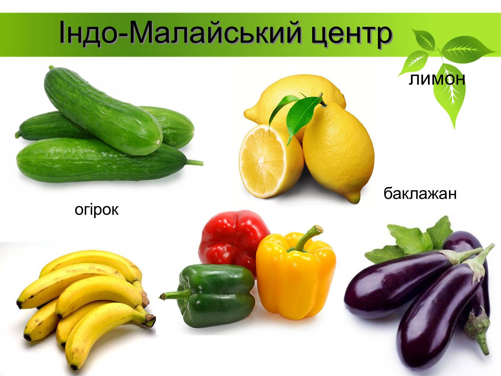 Презентація на тему «Генетичні основи селекції рослин» (варіант 2) - Слайд #10