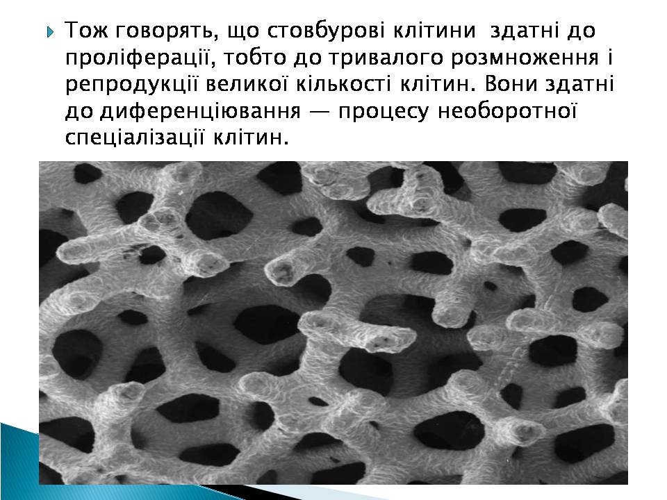 Презентація на тему «Ембріотехнології» - Слайд #6