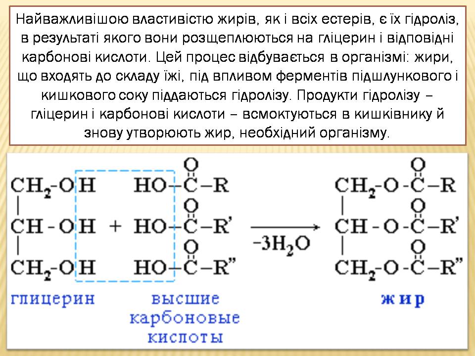 Презентація на тему «Жири» (варіант 24) - Слайд #3