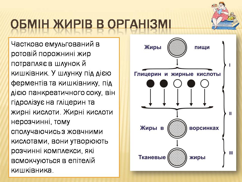 Презентація на тему «Жири» (варіант 24) - Слайд #7
