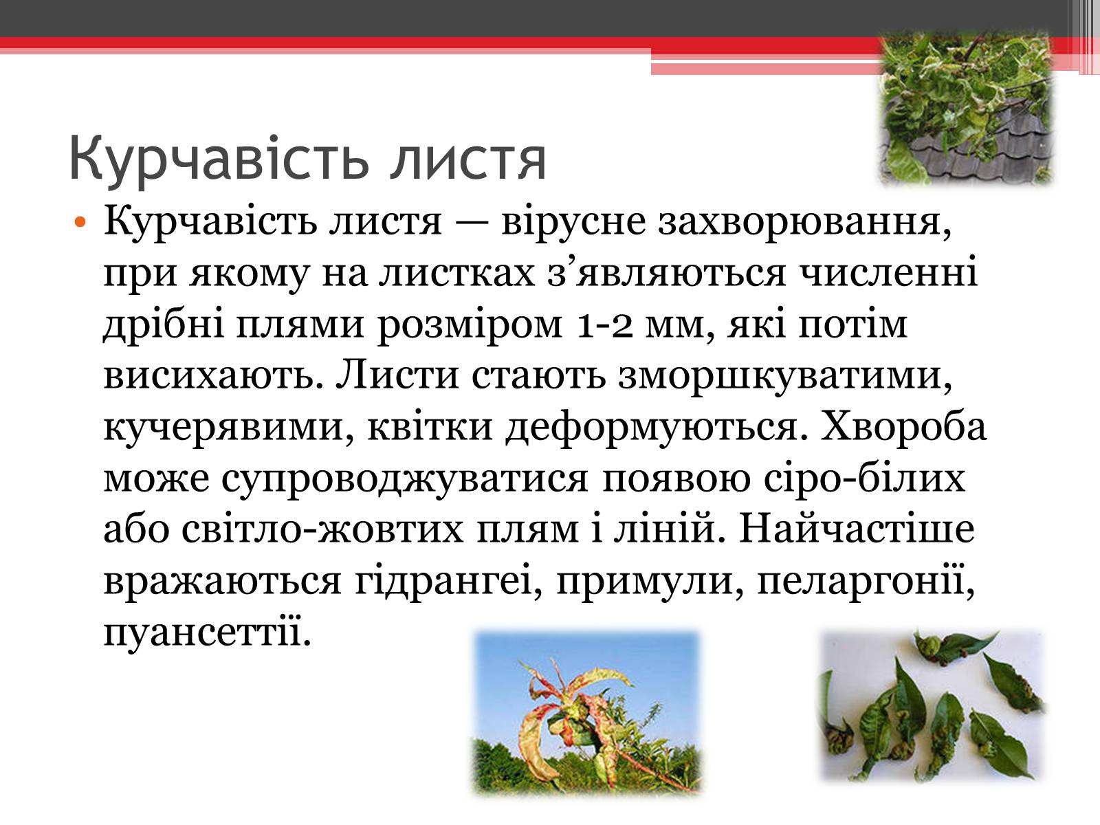 Презентація на тему «Вірусне захворювання рослин» - Слайд #4