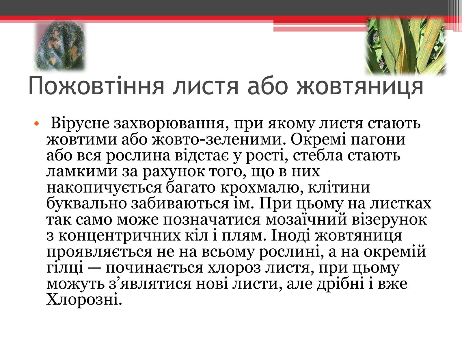 Презентація на тему «Вірусне захворювання рослин» - Слайд #5