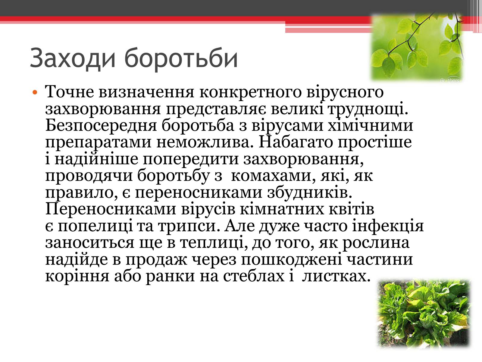 Презентація на тему «Вірусне захворювання рослин» - Слайд #6