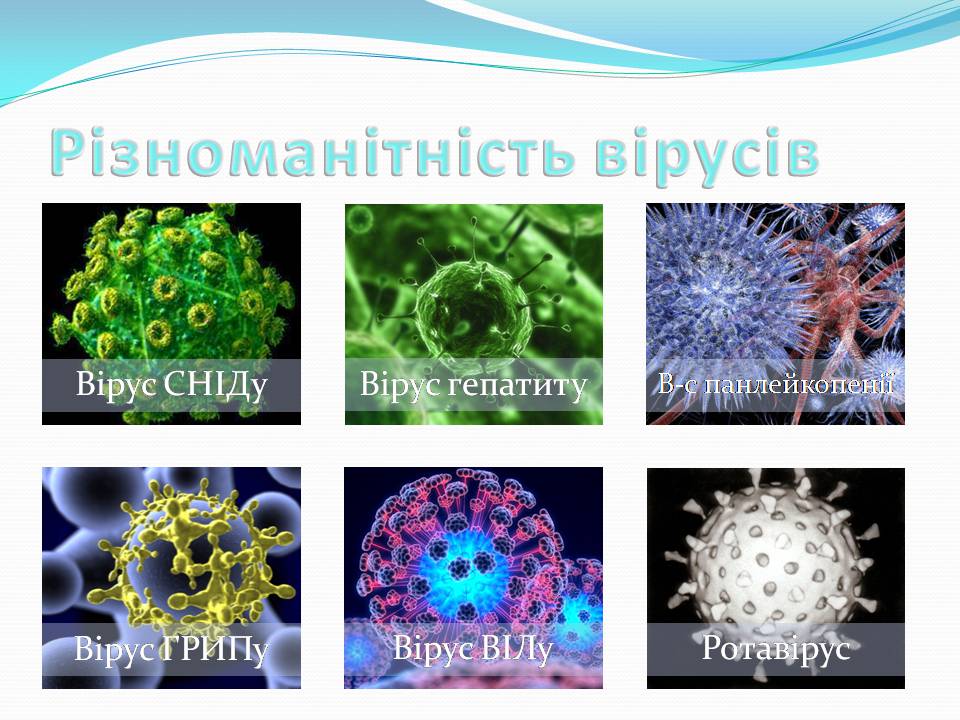 Презентація на тему «Віруси» (варіант 24) - Слайд #2