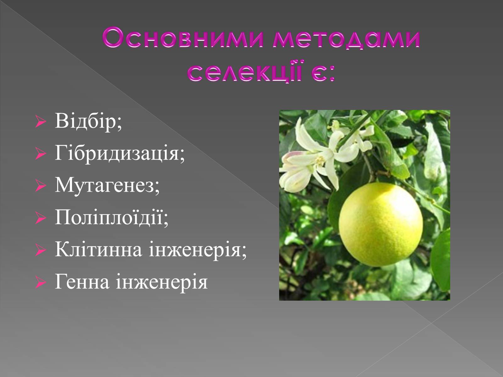 Презентація на тему «Основи селекції» - Слайд #4