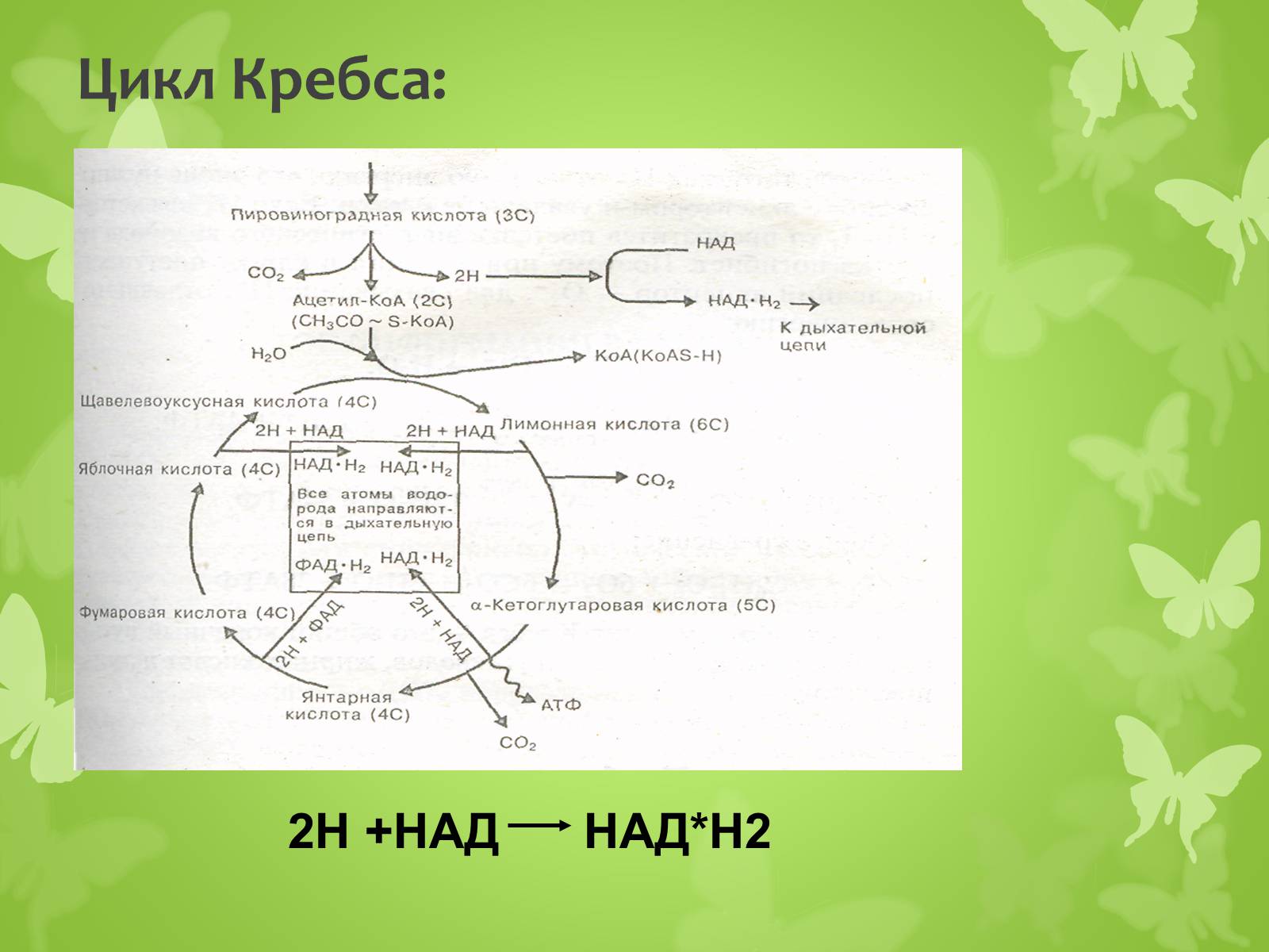 Презентація на тему «ЭНЕРГЕТИЧЕСКИЙ ОБМЕН» - Слайд #16