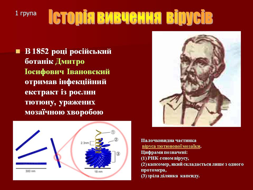 Презентація на тему «Царство Віруси» - Слайд #10