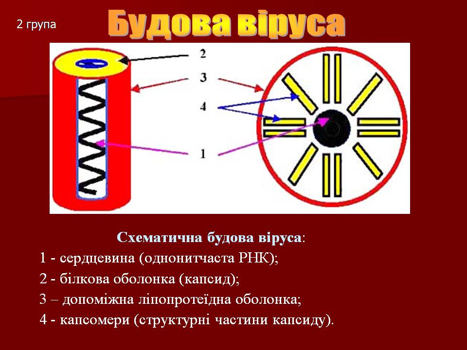 Презентація на тему «Царство Віруси» - Слайд #12