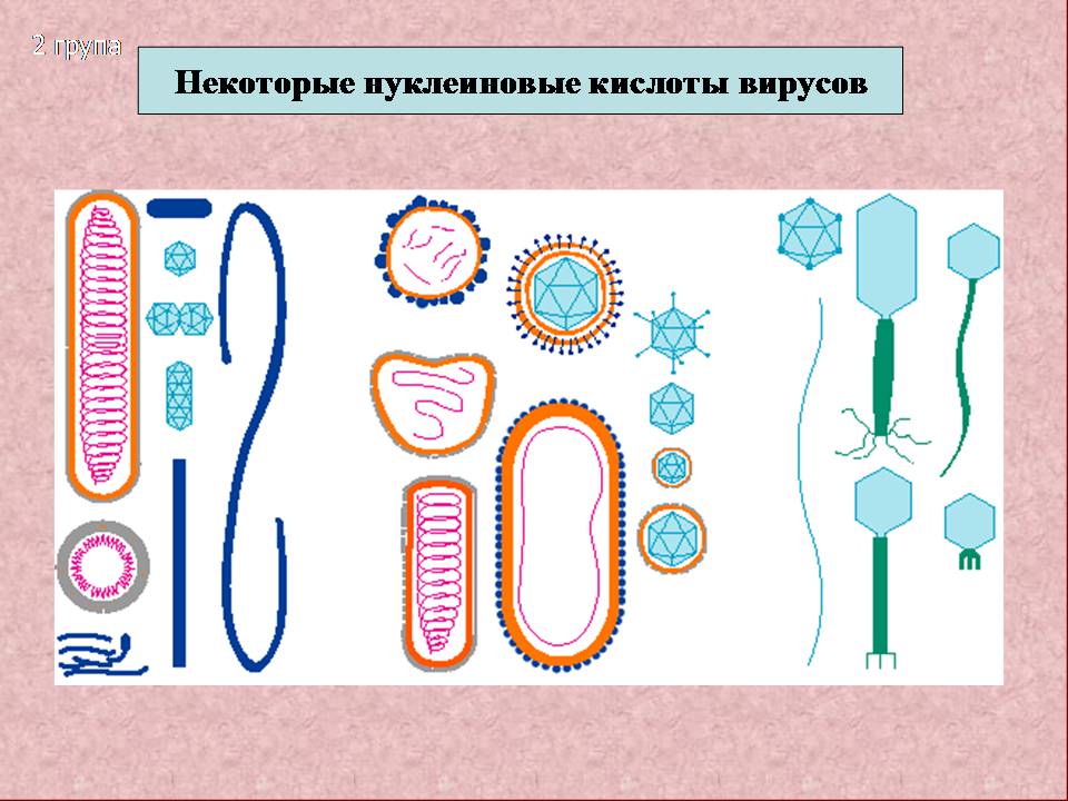 Презентація на тему «Царство Віруси» - Слайд #13