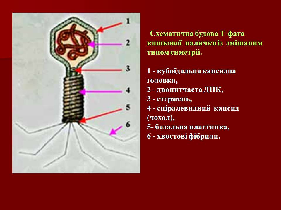 Презентація на тему «Царство Віруси» - Слайд #17