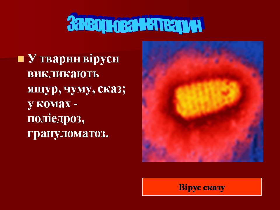 Презентація на тему «Царство Віруси» - Слайд #22