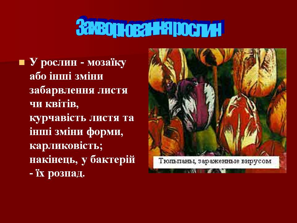 Презентація на тему «Царство Віруси» - Слайд #23