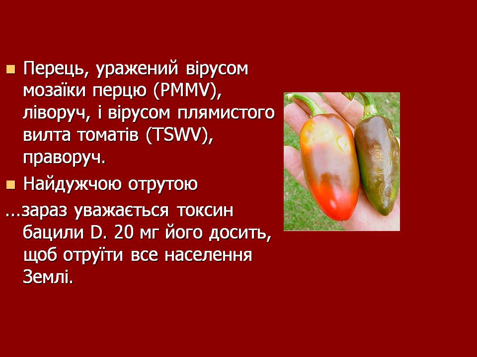 Презентація на тему «Царство Віруси» - Слайд #26