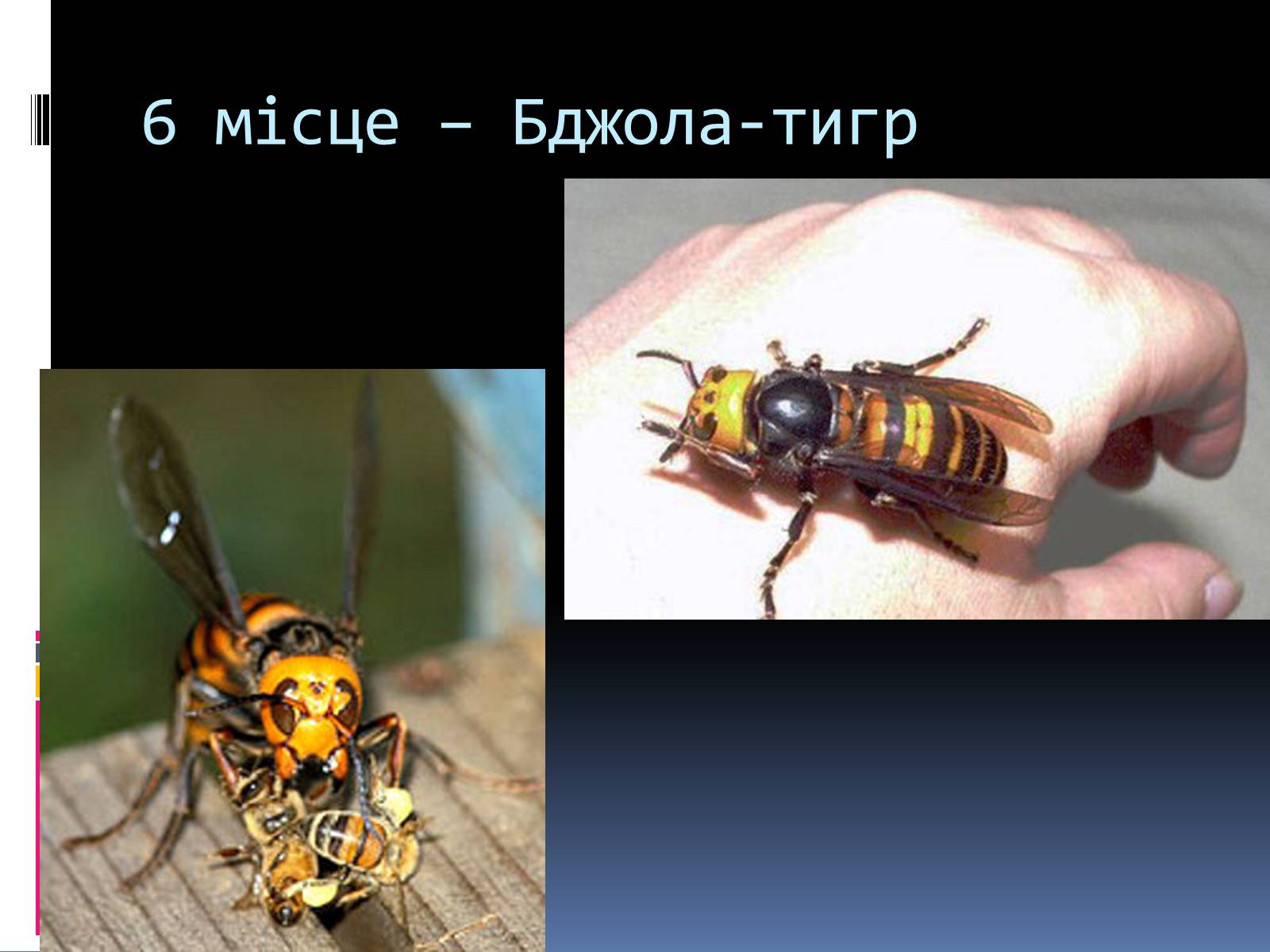 Презентація на тему «Топ-10 найнебезпечніших комах» - Слайд #6