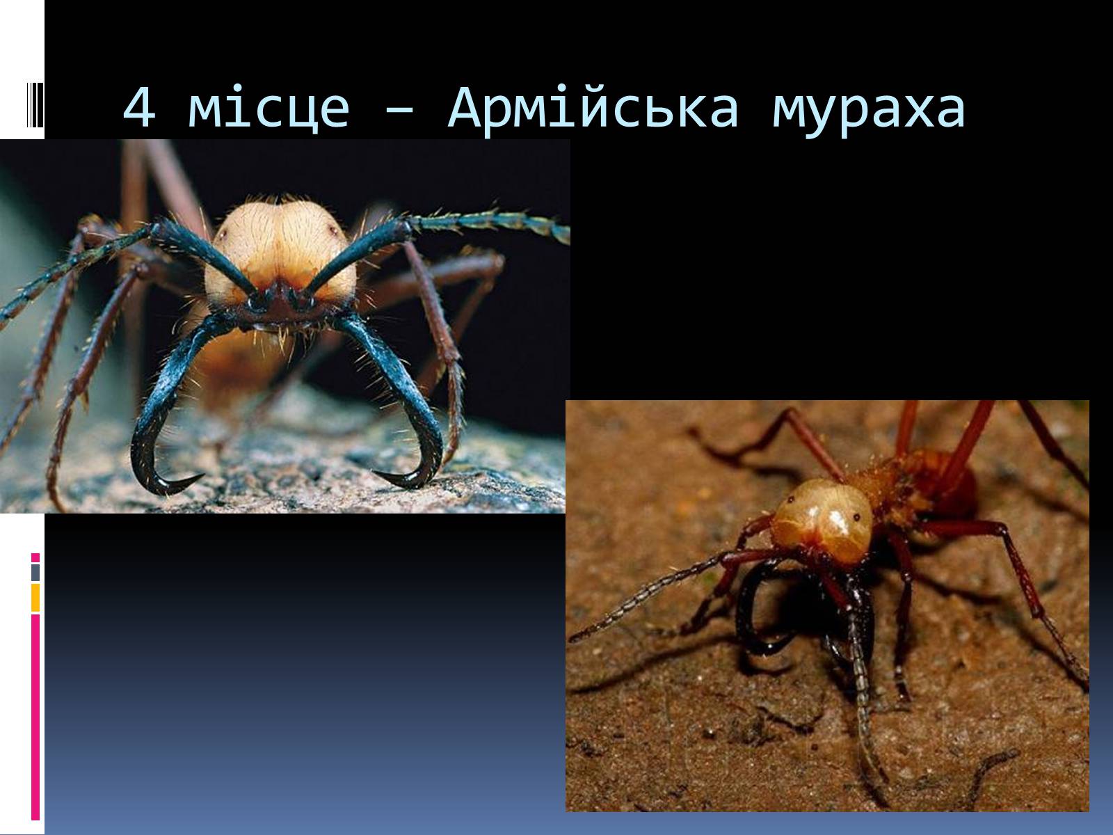 Презентація на тему «Топ-10 найнебезпечніших комах» - Слайд #8