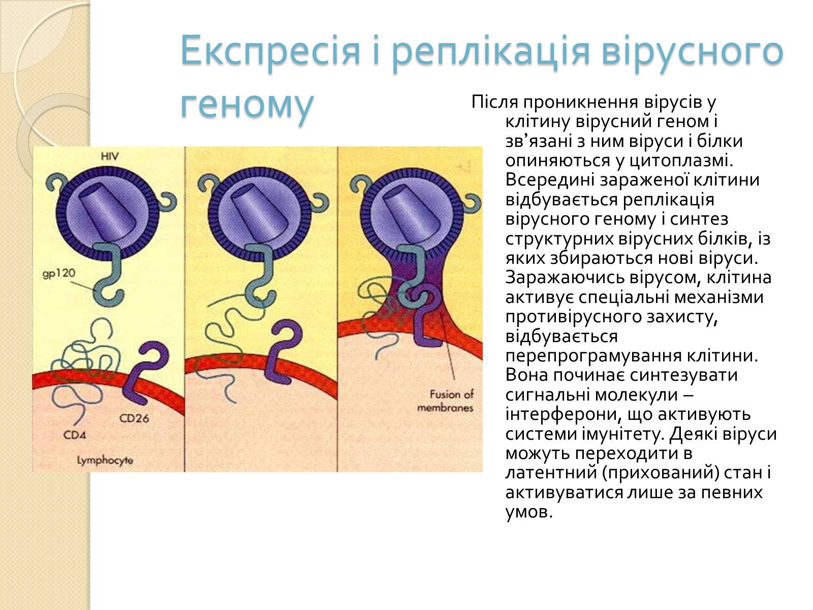 Презентація на тему «Механізми проникнення вірусів у клітини» - Слайд #5